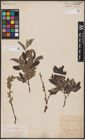 Foto von Salix aurita L. x Salix lapponum L.